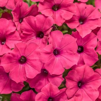 Supertunia Vista Fuchsia NOWOŚĆ!