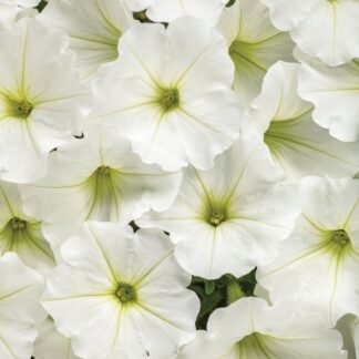 Supertunia Vista Snowdrift