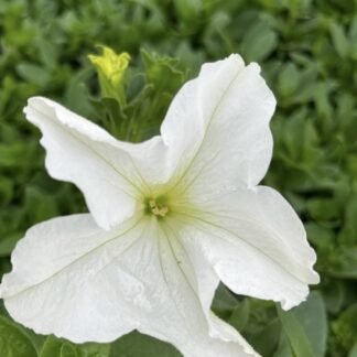 Surfinia Conchita Grande White