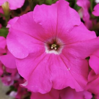 Surfinia Conchita Grande Pink