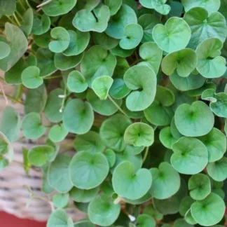 Dichondra Emerald Falls