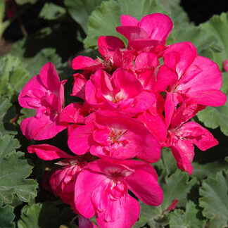 Pelargonia rabatowa Blue