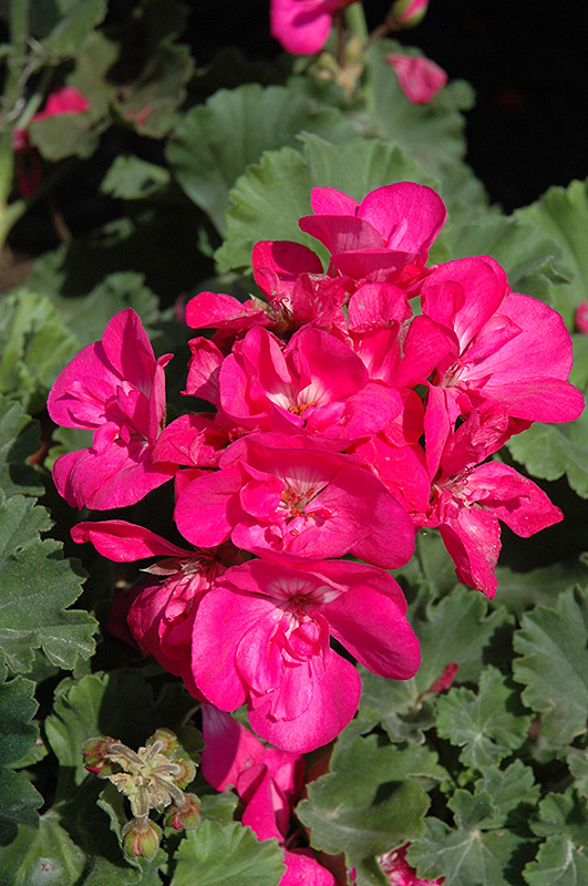 Pelargonia rabatowa Blue