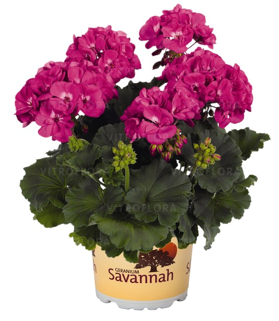 Pelargonia rabatowa Blue - obrazek 4