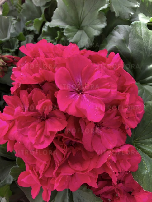 Pelargonia rabatowa Blue - obrazek 3