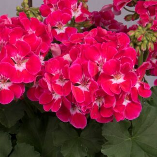 Pelargonia rabatowa Fire