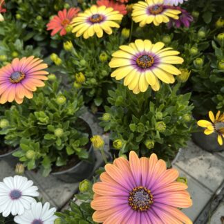 Stokrotka afrykańska kolory