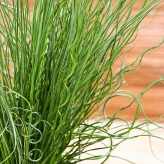 Trawa Spiralis korkociąg