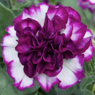 Petunia pełna Nikola