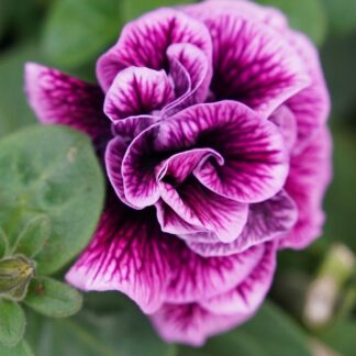 Petunia pełna Hot Pink Veins