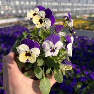 Bratek drobny - fioletowy