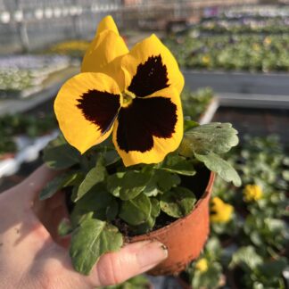 Bratek ogrodowy mix kolorów - różowy