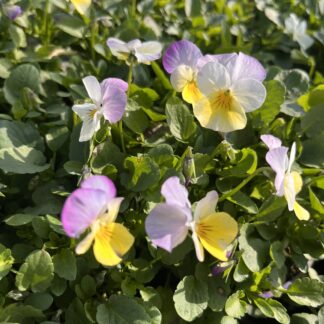 Bratek mix pastelowy