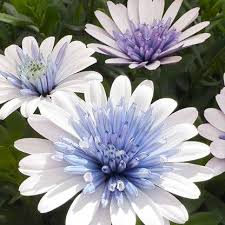 Stokrotka afrykańska pełna - biało-niebieska