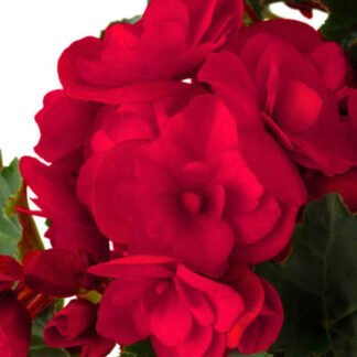 Begonia Vermilion Red czerwona