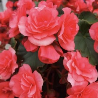 Begonia zwisająca Solenia różowa