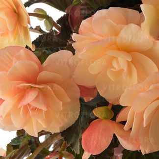 Begonia zwisająca Iconia Montreal