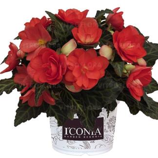 Begonia zwisająca Iconia Malibu