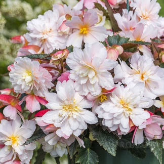 Begonia zwisająca Sweet Spice kremowa