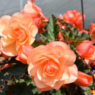 Begonia Fragrant Falls brzoskwiniowa