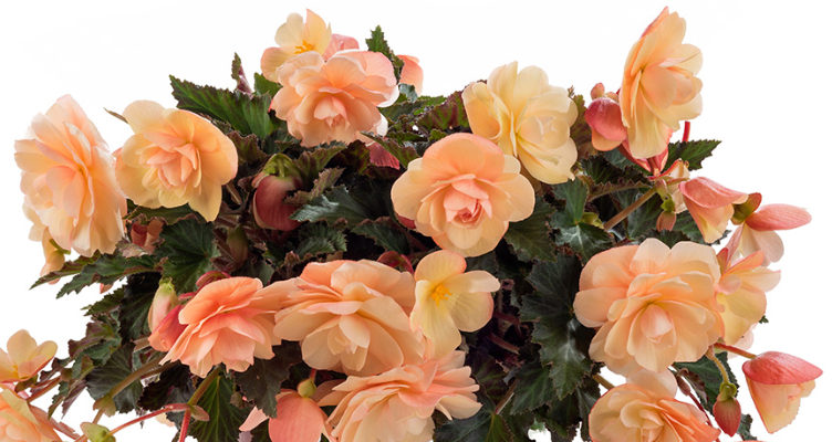 Begonia Fragrant Falls brzoskwiniowa - obrazek 5