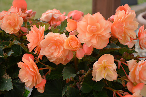 Begonia Fragrant Falls brzoskwiniowa - obrazek 4