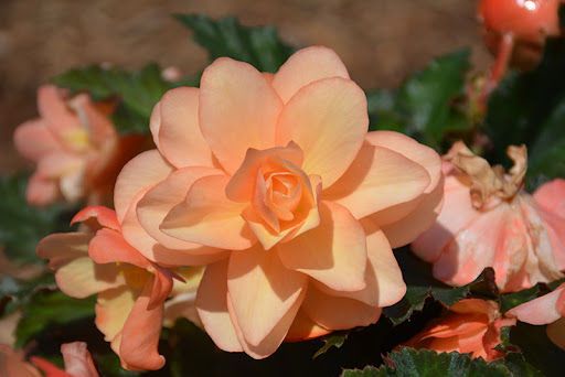 Begonia Fragrant Falls brzoskwiniowa - obrazek 3