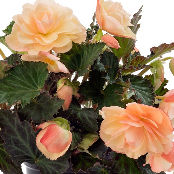 Begonia Fragrant Falls brzoskwiniowa - obrazek 2