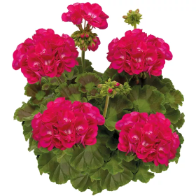 Pelargonia Calioppe neonowy róż