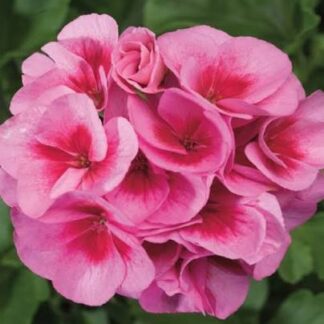 Pelargonia Calioppe różowa