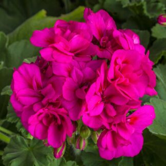 Pelargonia Calioppe Violet