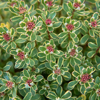 Rozchodnik kamczacki okrywowy