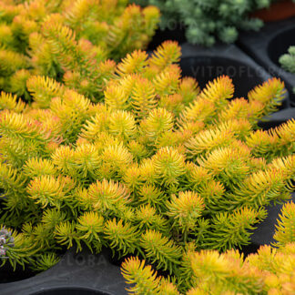 Rozchodnik skalny Angelina