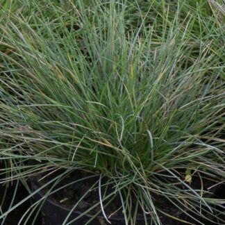 Kostrzewa niebieska Eisvogel
