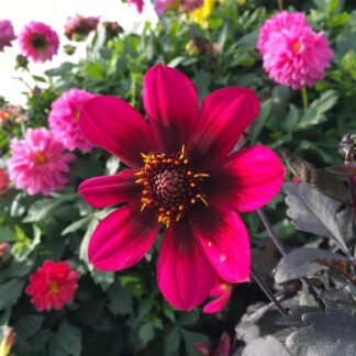 Dalia Dark Velvet Nowość