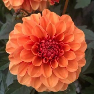 Dalia Dark Ball Orange Nowość