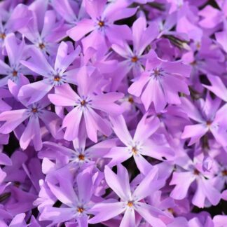 Floks szydlasty zadarniający różowy