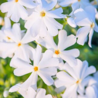 Floks szydlasty zadarniający biały