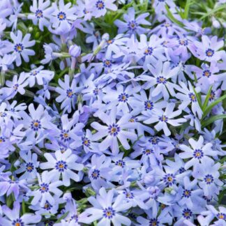 Floks szydlasty zadarniający biało niebieski