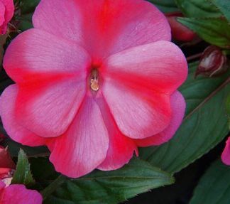 Niecierpek nowogwinejski - biały z oczkiem