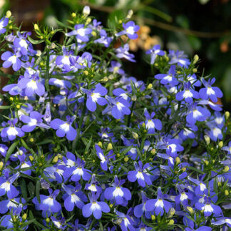 Lobelia erinus różne kolory