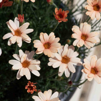 Stokrotka marokańska Rhodanthemum - pink