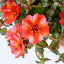 Portulaka różne kolory - tropical twist