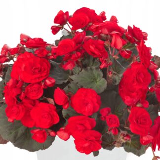 Begonia zwisająca Solenia czerwona