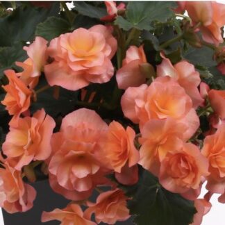 Begonia zwisająca Solenia morelowa