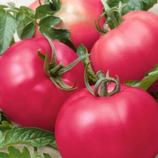 Pomidor malinowy Honey Moon