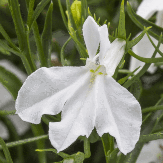 Lobelia biała