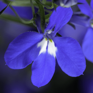 Lobelia niebieska