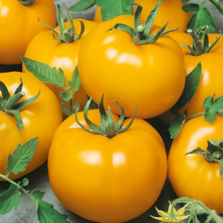 Pomidor koktajlowy żółty