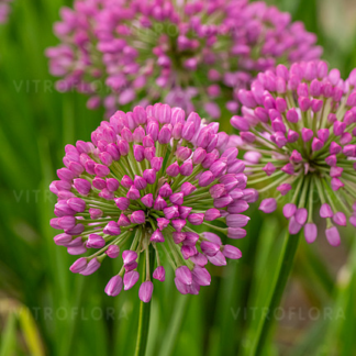 Czosnek bylinowy Millenium